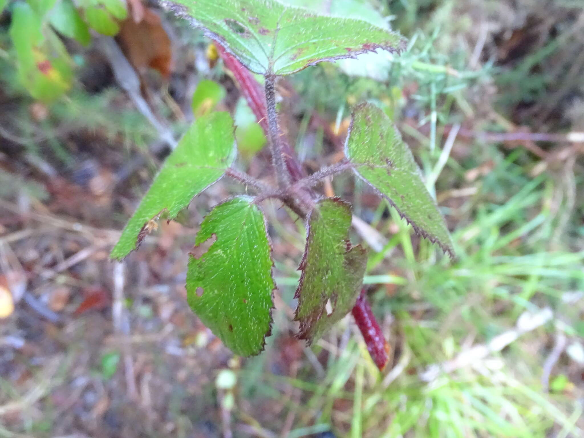 Image of Rubus erythrops E. S. Edees & A. Newton