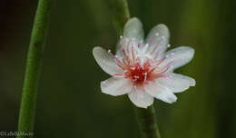 Imagem de Rhipsalis puniceodiscus G. Lindb.