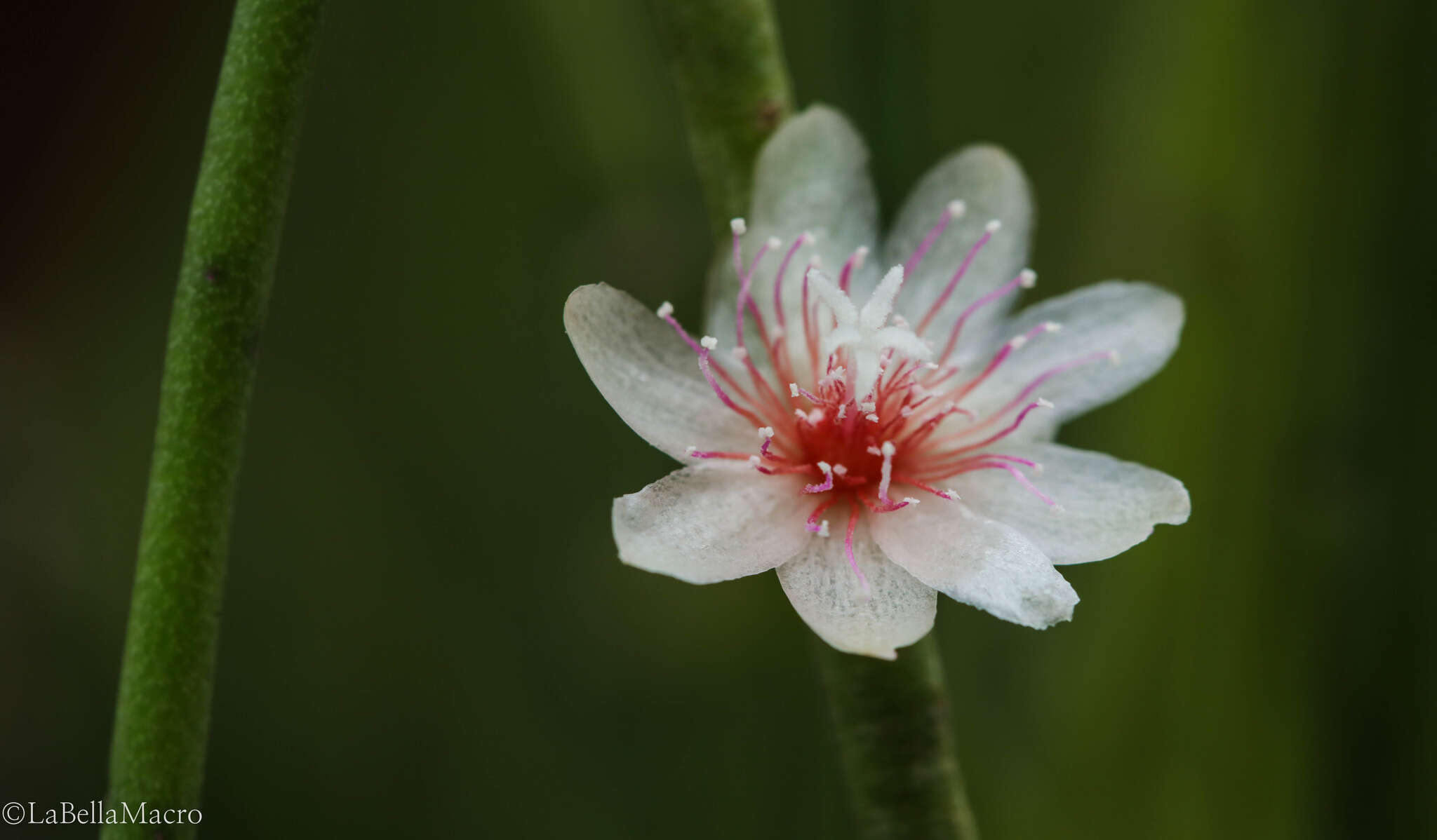 Imagem de Rhipsalis puniceodiscus G. Lindb.