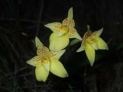 Image de Caladenia flava subsp. maculata Hopper & A. P. Br.