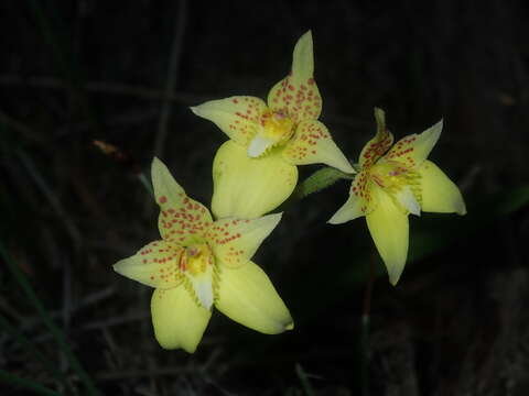 Image of Kalbarri cowslip orchid