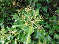 Image of Algerian ivy