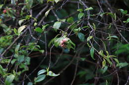 Imagem de Exobasidium camelliae Shirai 1896