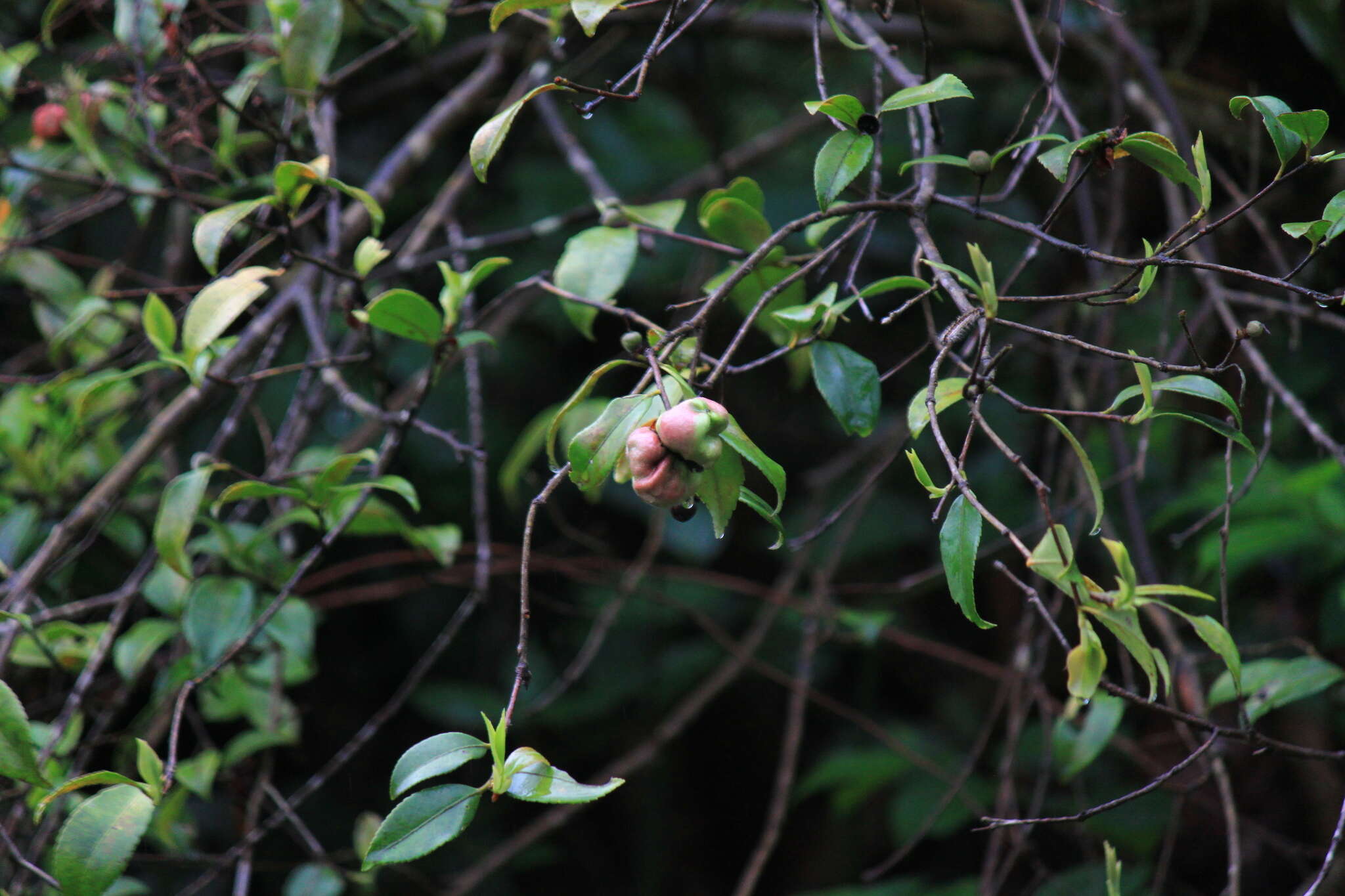 Image of Exobasidium camelliae Shirai 1896