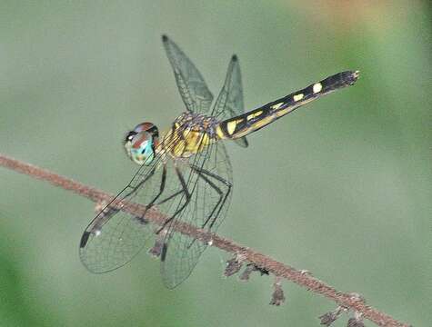 Слика од Micrathyria tibialis Kirby 1897