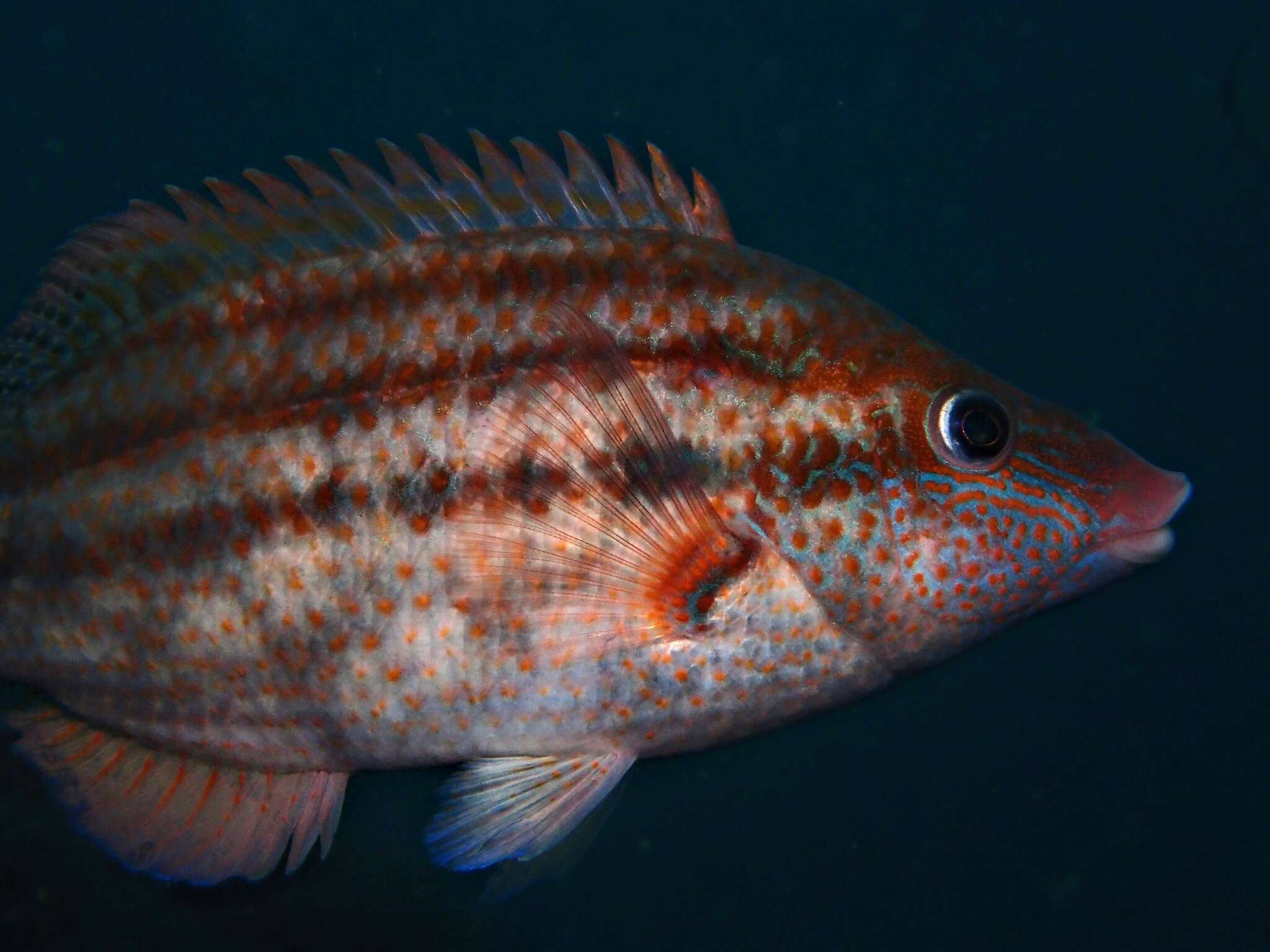 Image of Baillon's Wrasse