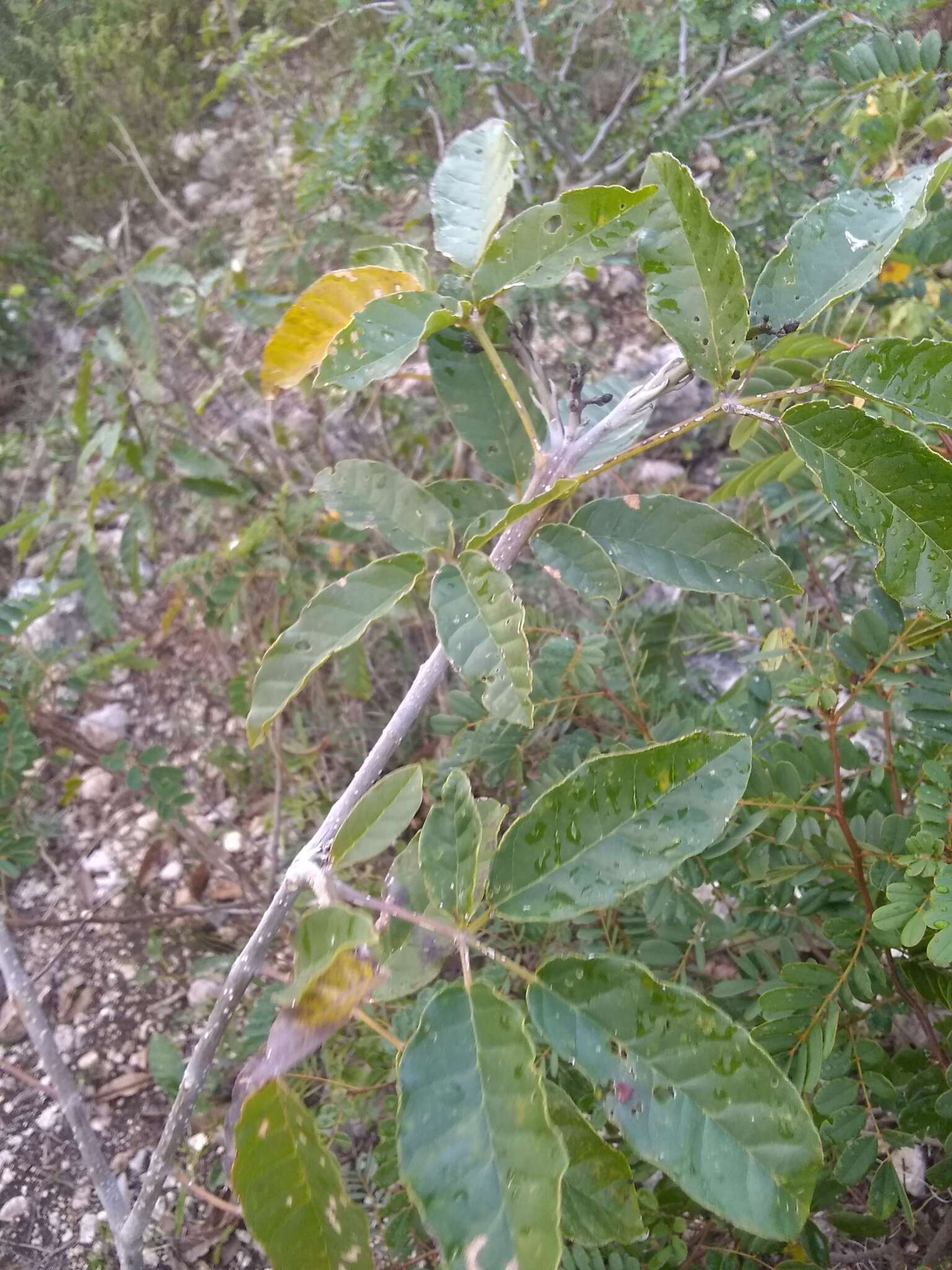 Image of Tabebuia calcicola Britton