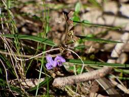 Слика од Hovea heterophylla Hook. fil.