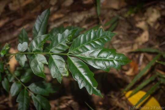 Image of Dysoxylum mollissimum Bl.