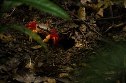 Image of Mexican Land Crab