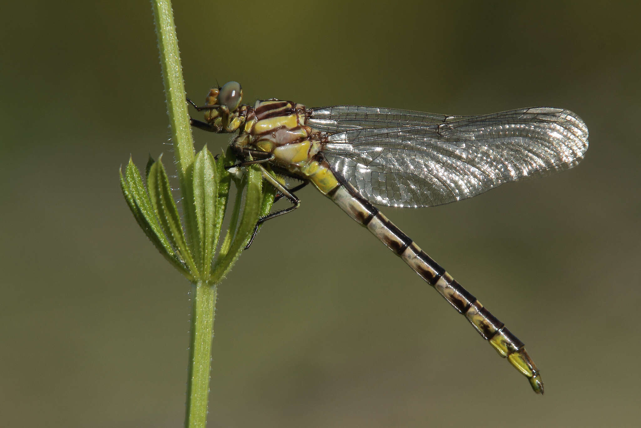 صورة Phanogomphus militaris (Hagen ex Selys 1858)