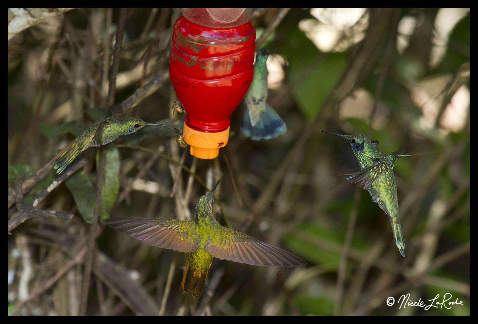 Image de Colibri anaïs