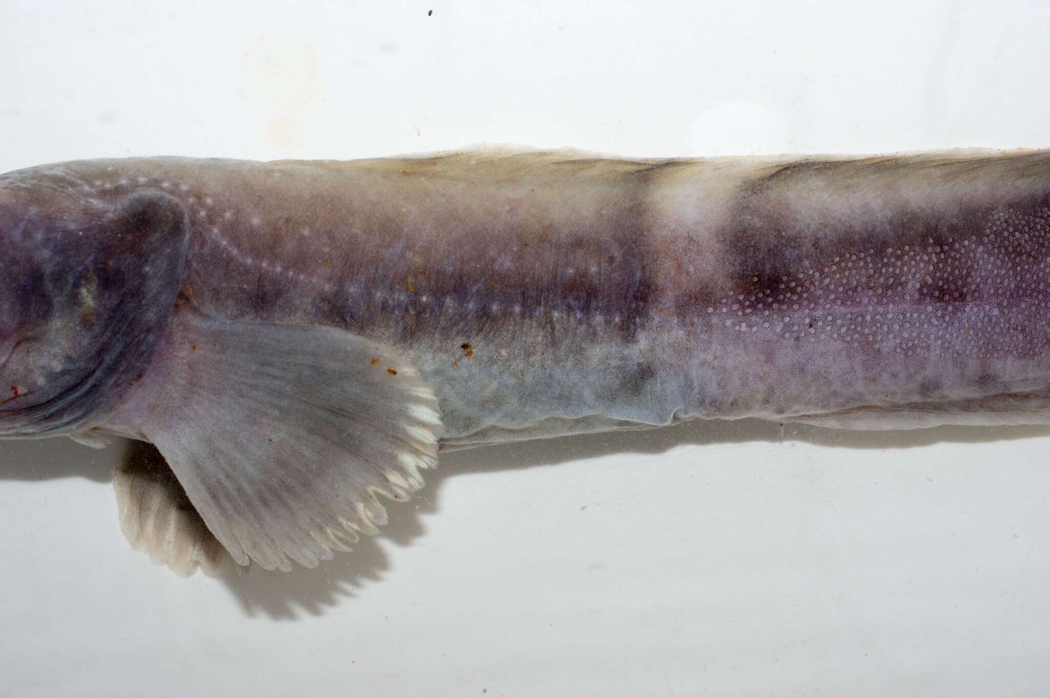 Image of Pale eelpout