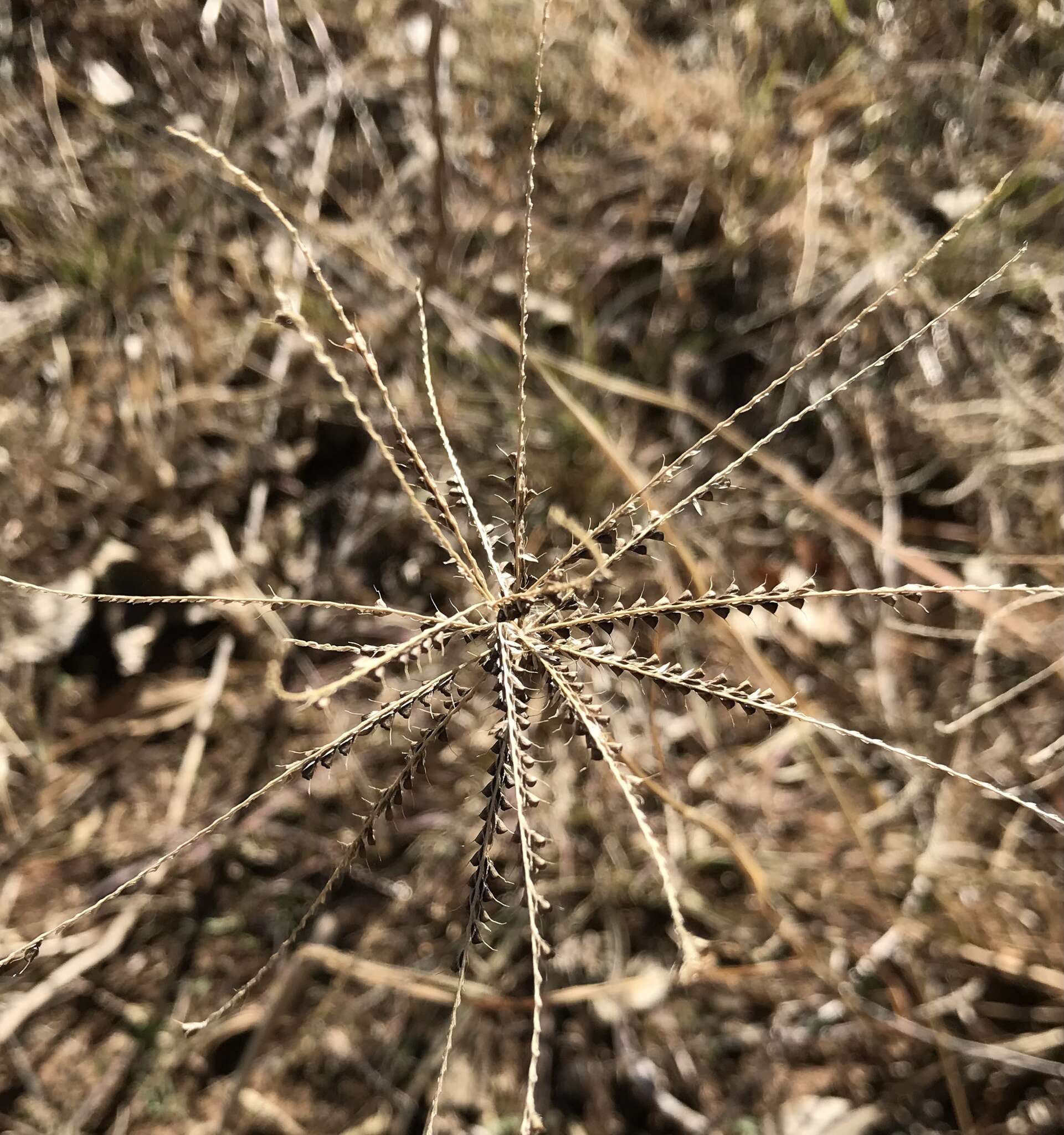 Image of windmill grass