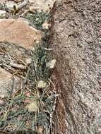 Image of Brewer's fleabane