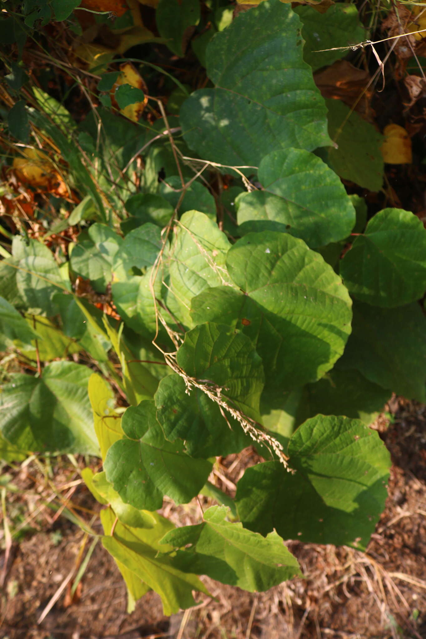 Sivun Mallotus polycarpus (Benth.) Kulju & Welzen kuva