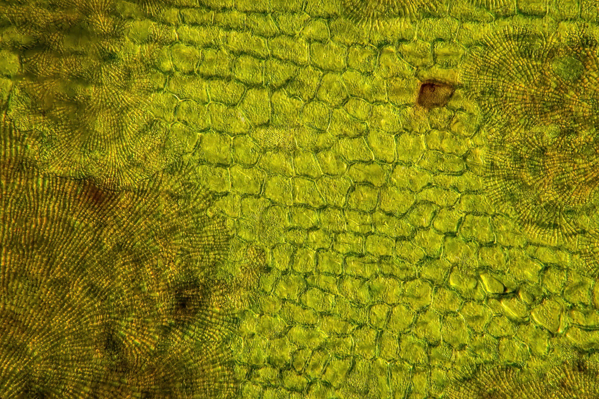 Image of Halophila australis Doty & B. C. Stone