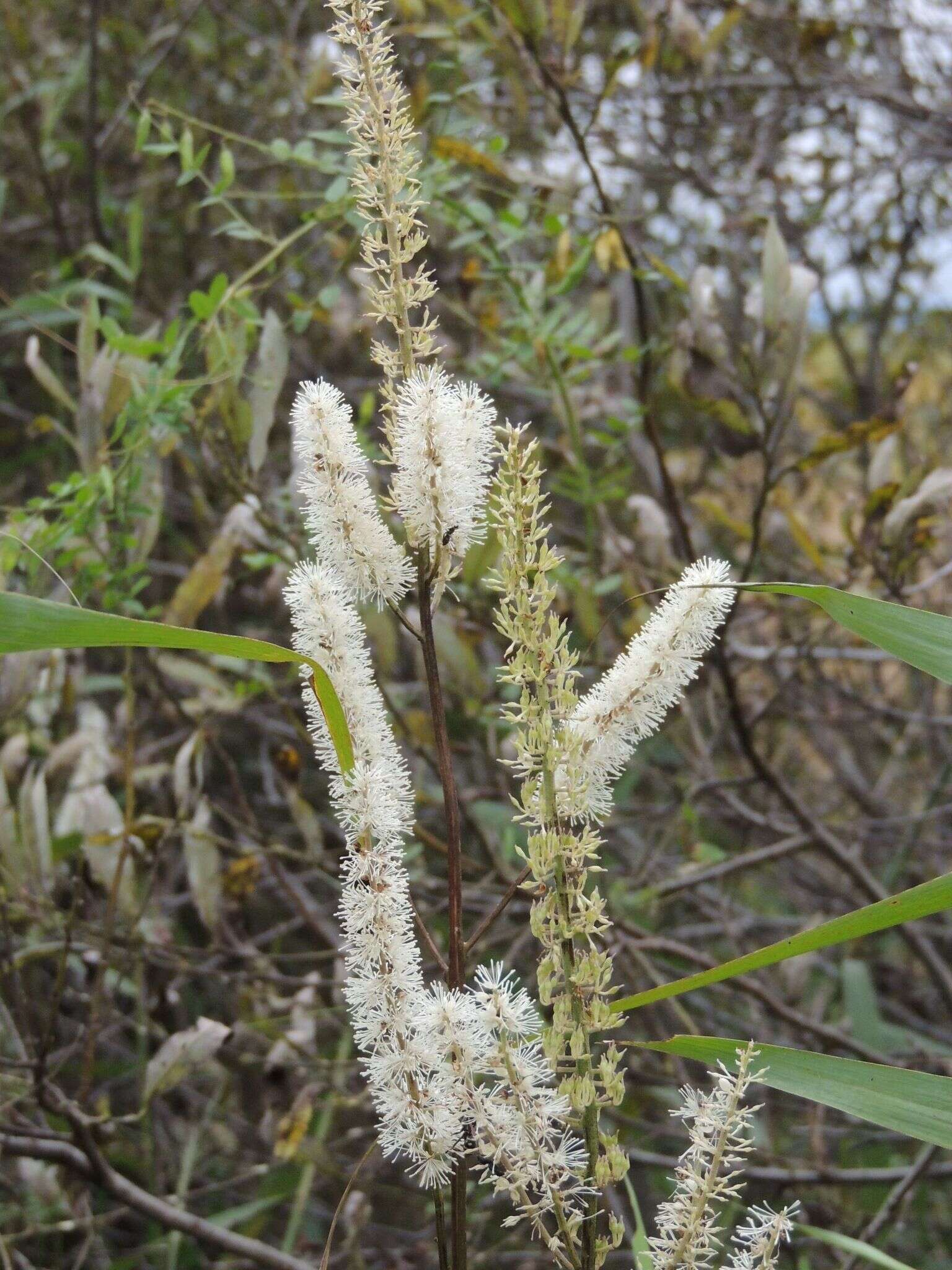 Plancia ëd Actaea simplex (DC.) Wormsk. ex Fisch. & Mey.