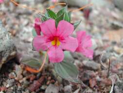 Image of compact monkeyflower