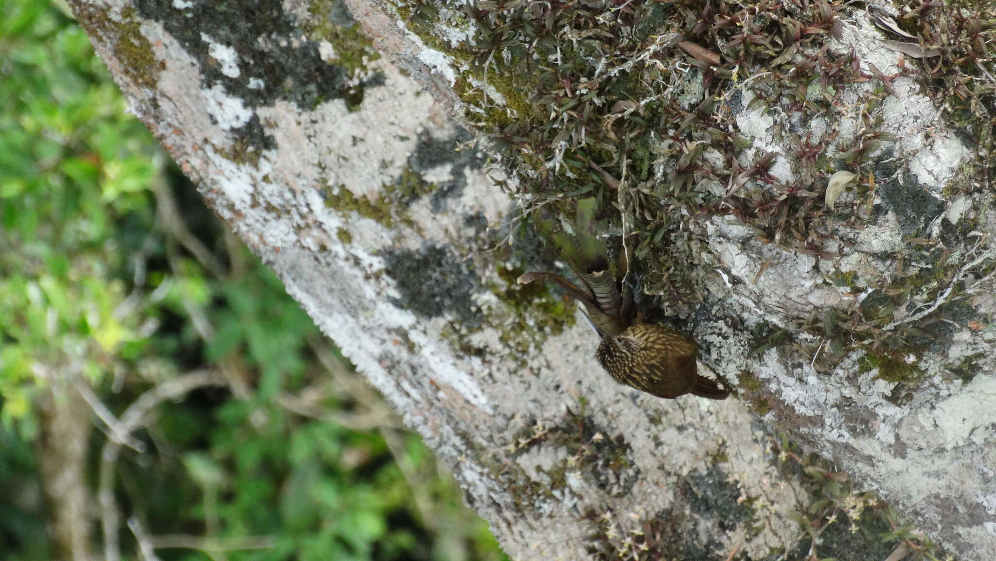 Image of Buff-throated Woodcreeper