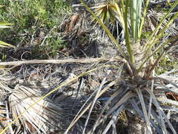 Image of white thatch palm