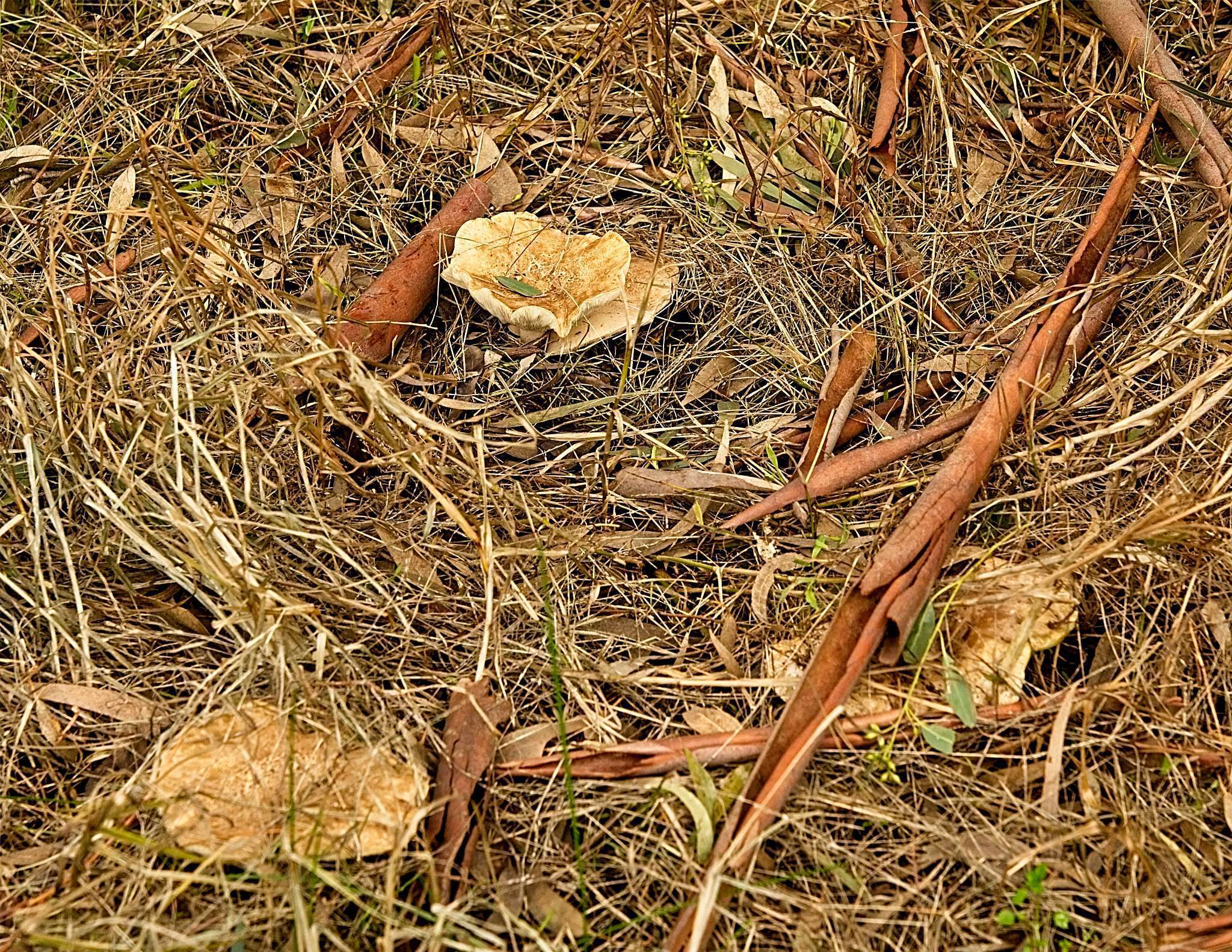 صورة Clitocybe eucalyptorum Cleland 1931