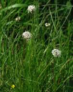 صورة Plantago argentea Chaix