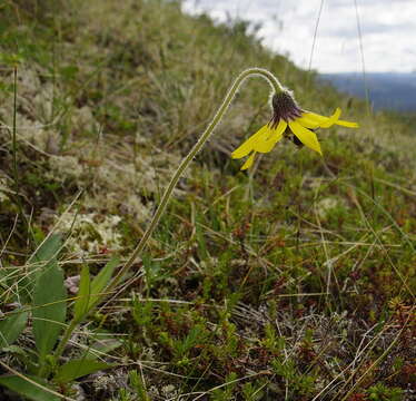 Image of Forest Bumble Bee