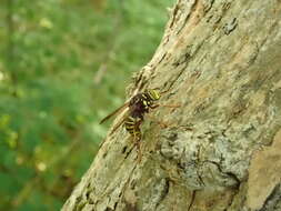 Image of Spilomyia diophthalma (Linnaeus 1758)