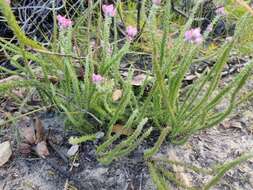 Imagem de Lachnospermum umbellatum (L. fil.) Pillans