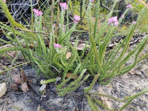 Imagem de Lachnospermum umbellatum (L. fil.) Pillans