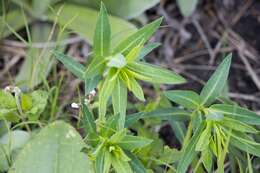 Image of Euphorbia gueinzii Boiss.