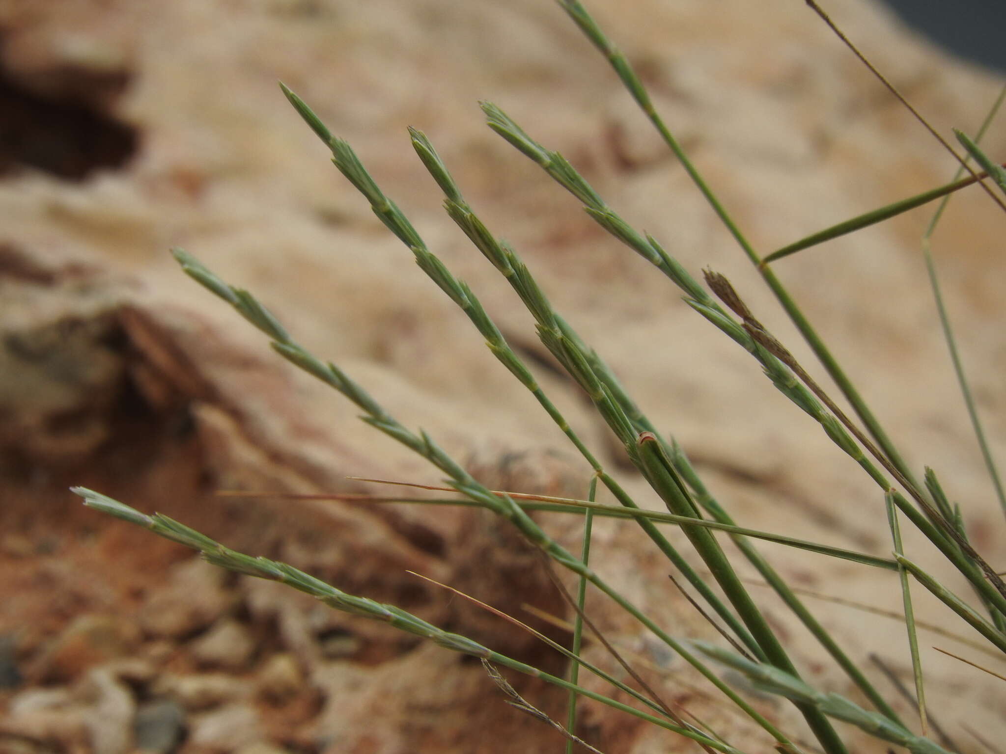 Image de Elymus athericus (Link) Kerguélen