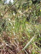 Image of Acmella radicans (Jacquin) R. K. Jansen