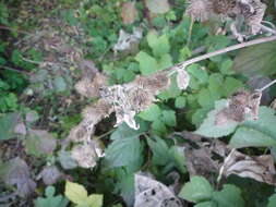 Sivun Arctium maassii (M. Schultze) Rouy kuva