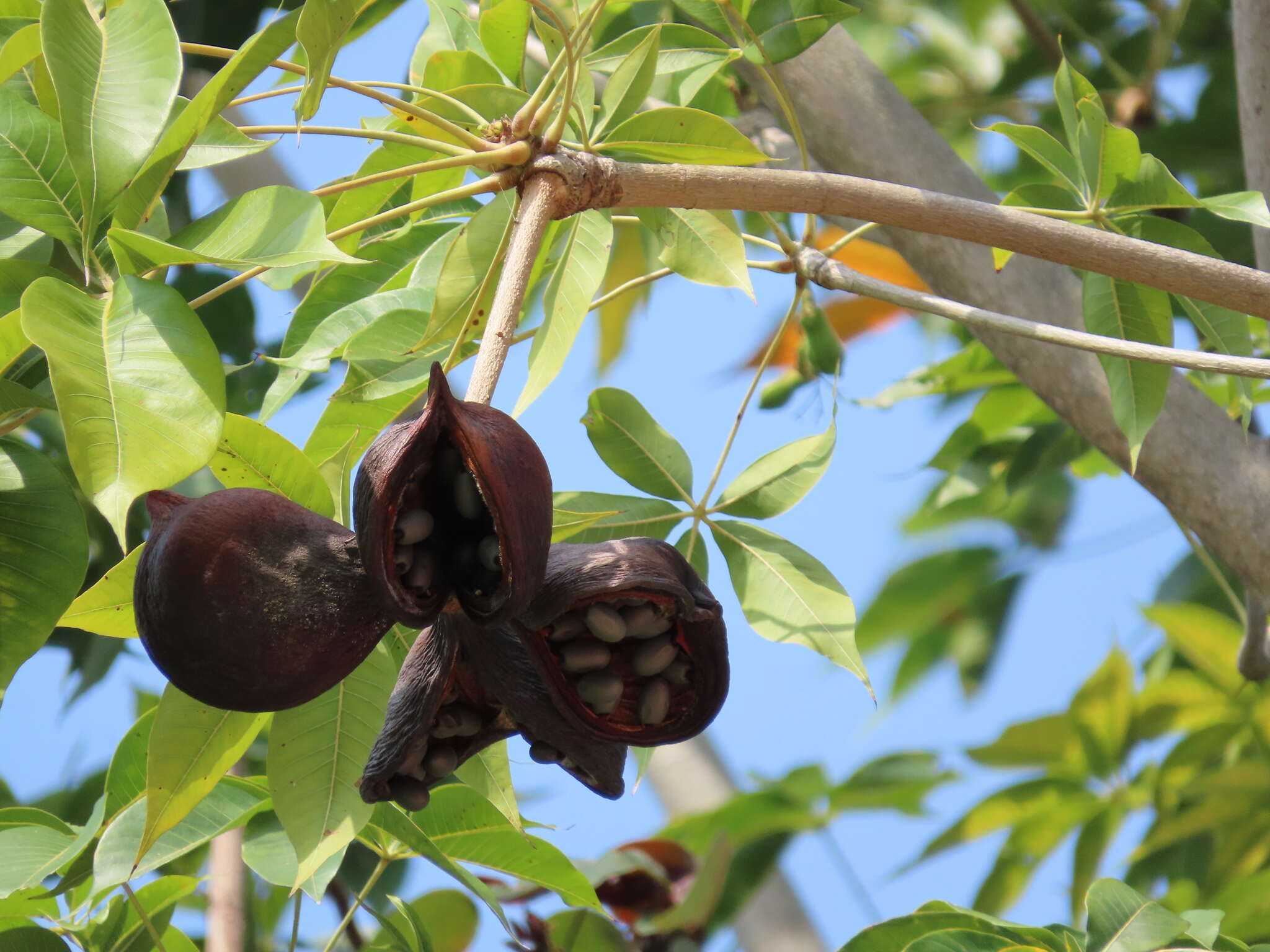 Image of hazel sterculia