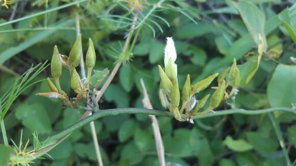 Image of Bonamia sulphurea (T. S. Brandegee) Myint & D. B. Ward