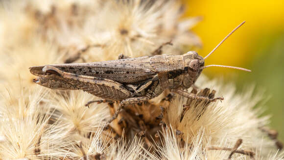 Melanoplus cinereus Scudder & S. H. 1878的圖片