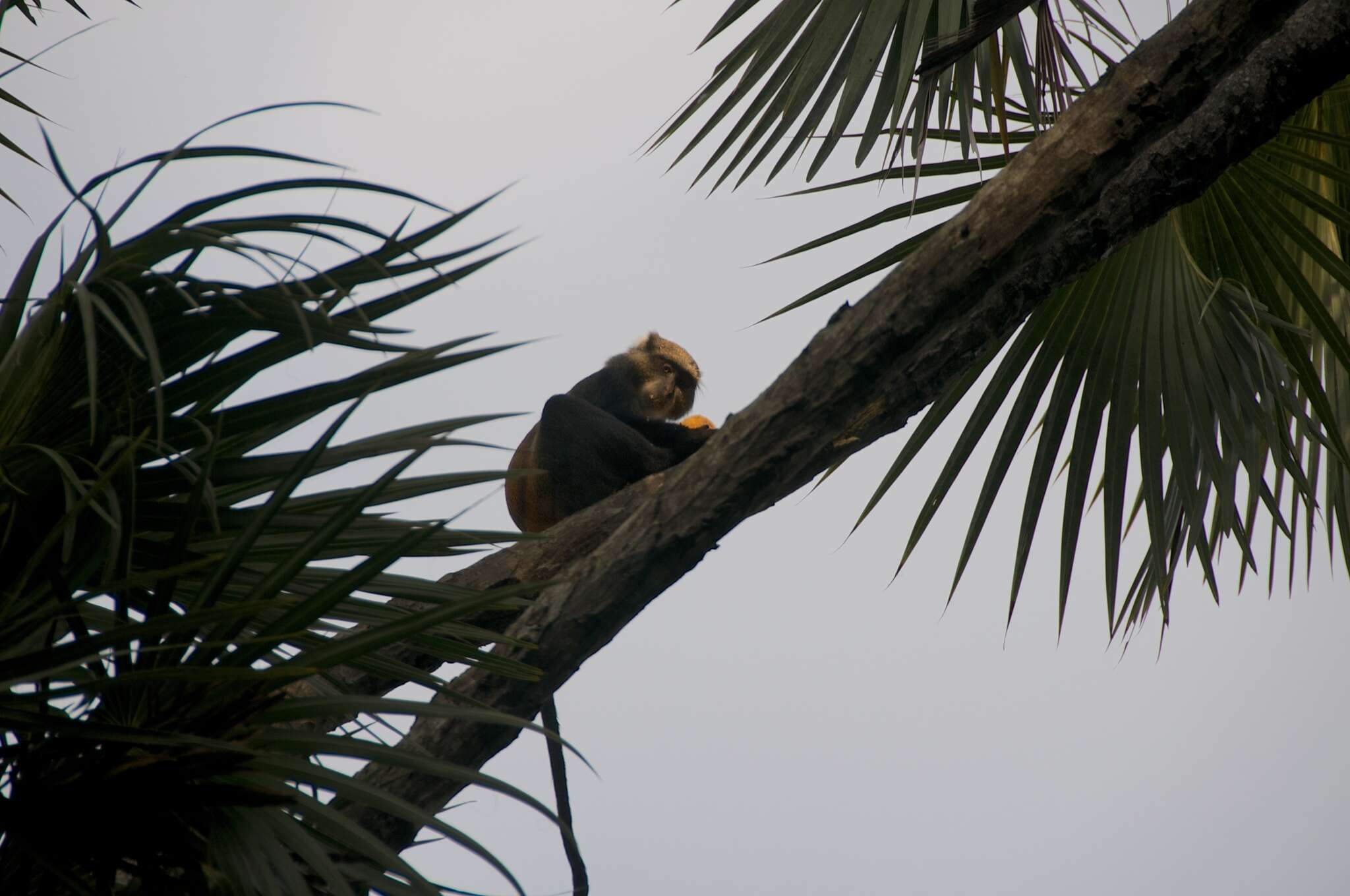 Sivun Cercopithecus mitis monoides I. Geoffroy Saint-Hilaire 1841 kuva