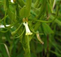 Habenaria clavata (Lindl.) Rchb. fil. resmi