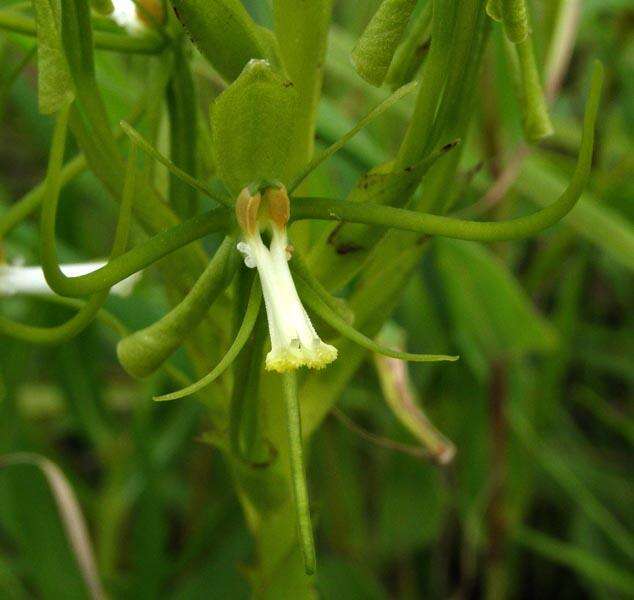 Image of Habenaria clavata (Lindl.) Rchb. fil.