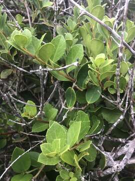 Image of Gymnosporia procumbens (L. fil.) Loes.