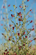 Scrophularia cretacea Fisch. resmi