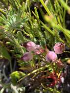 Image of Erica holosericea var. holosericea