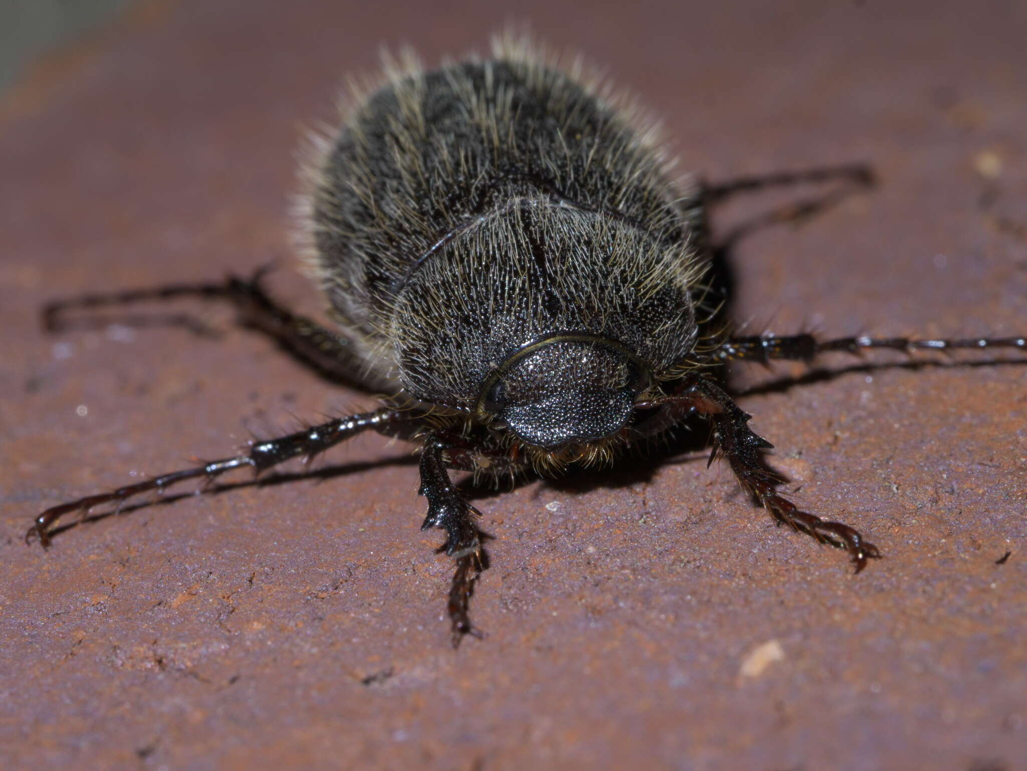 Image of Phyllophaga (Phyllophaga) crenulata (Frolich 1792)