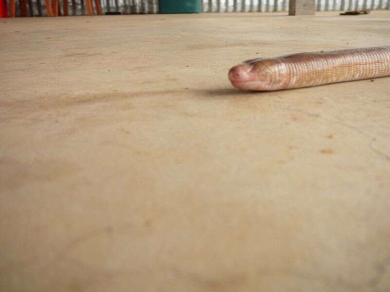 Image of Red Worm Lizard