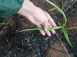 Image of Eulophia plantaginea (Thouars) Rolfe ex Hochr.