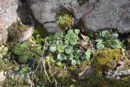 Image of Saxifraga cuneifolia L.