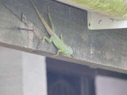 Image of Grenada tree anole