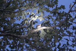 Image of Gray Mouse Lemur